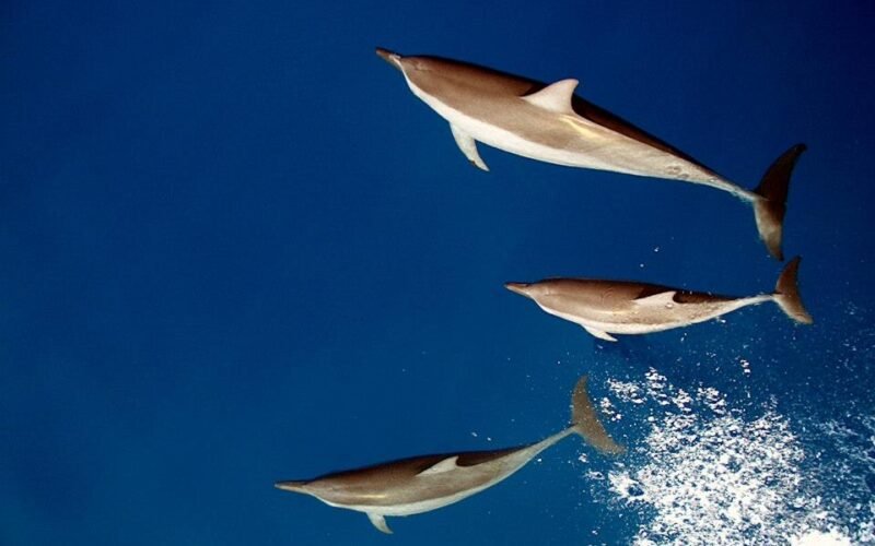 sailboat-mintaka-9 sailboat-mintaka-9