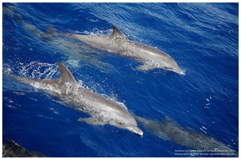 Dolphins on the Panama-Colombia crossing